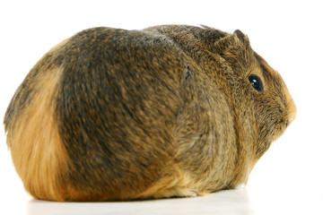Guinea pig in front of a white background