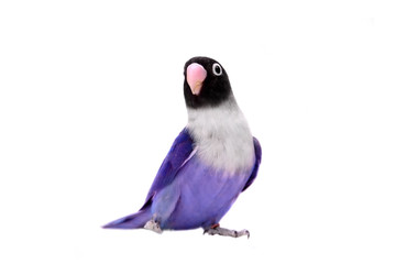 Violet masked lovebird on the white background