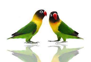 Pair of Masked Lovebird natural coloring on the white background
