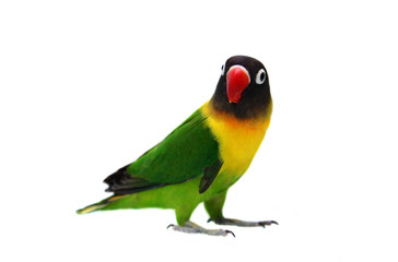 Fototapeta na wymiar Masked Lovebird naturalna kolorystyka na białym tle