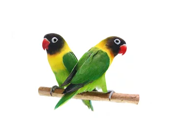 Fototapeten Paar maskierte Lovebird natürliche Färbung auf weißem Hintergrund © Farinoza