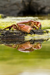 Crab on the beach