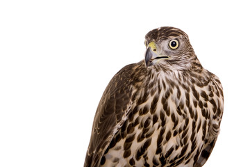 Northen goshawk isolated on white