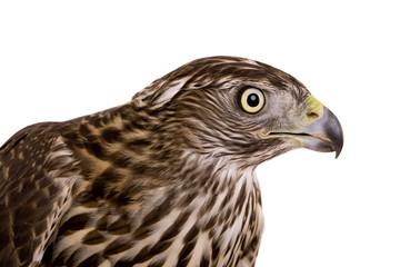 Northen goshawk isolated on white