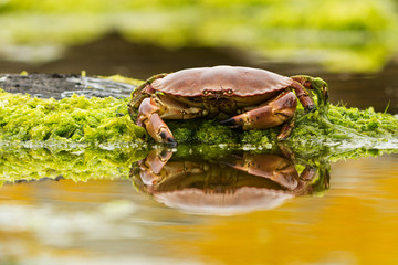 Crab on the beach