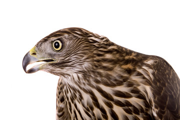 Northen goshawk isolated on white