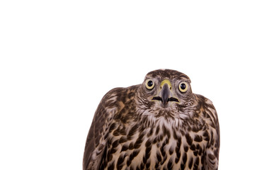 Northen goshawk isolated on white