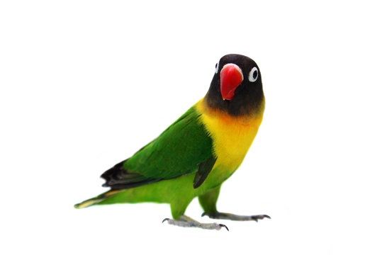 Fototapeta Masked Lovebird natural coloring on the white background