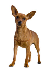 The dwarfish pinscher costs. Isolation on the white