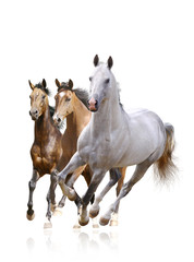 Naklejka premium horses isolated