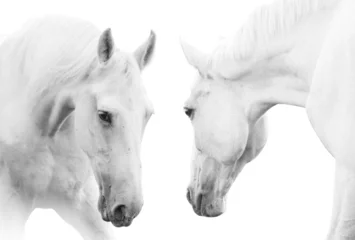 Foto auf Glas weiße Pferde © Mari_art