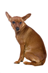 The dwarfish pinscher costs. Isolation on the white