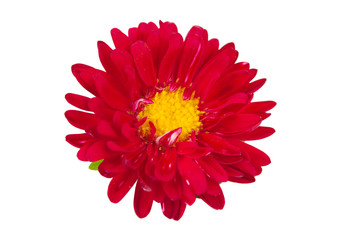 aster red