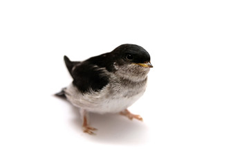 Baby bird of Sand Martin swallow (Riparia riparia)