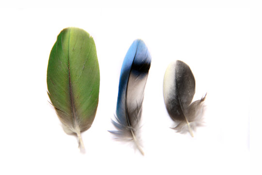 Three feathers isolated on the white background