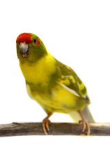 Red-fronted Kakariki parakeet, cinnamon motley colored