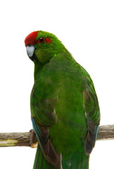 Red-fronted Kakariki parakeet, male isolated on white
