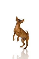The dwarfish pinscher costs. Isolation on the white