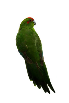 Red-fronted Kakariki parakeet, male isolated on white