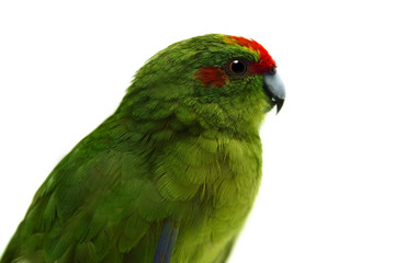 Red-fronted Kakariki parakeet, female, isolated on white