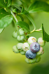 Bilberries