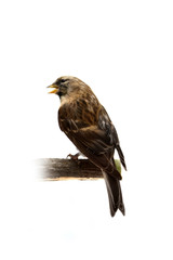 Fototapeta premium The female of The Common Redpoll
