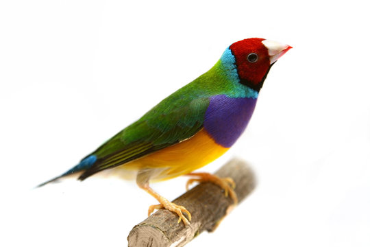 Gouldian Finch - Erythrura gouldiae on the white background