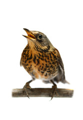 Fototapeta premium The female Fieldfare (Turdus pilaris), isolated on white