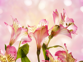 Flower pink  Alstroemeria