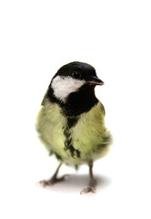 The female great tit (Parus major), isolated on white
