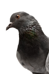 Rock Pigeon (Columba livia)