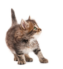 Obraz premium Cute kitten