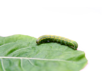 Caterpillar of Green-veined White Butterfly (Pieris napi)