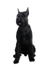 Fototapeta premium A giant black schnauzer (Riesenschnauzer) on a white background
