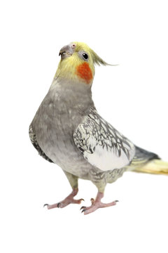 Cockatiel parakeet 4 years old (female)