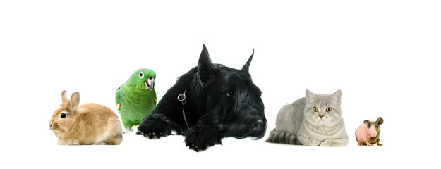 Group of pets together on the white background