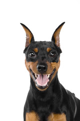 The dwarfish pinscher costs. Isolation on the white
