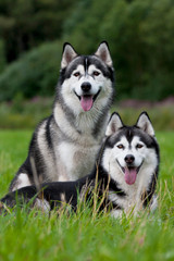 Husky Freunde