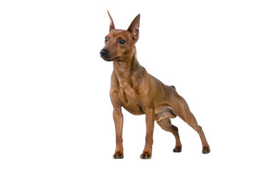 The dwarfish pinscher costs. Isolation on the white