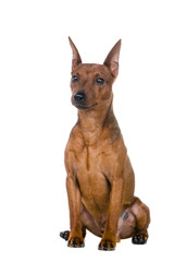 The dwarfish pinscher costs. Isolation on the white