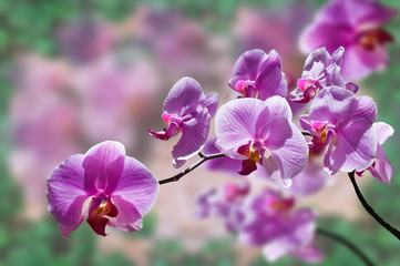 flowers purple orchids