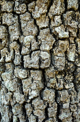 texture of the bark of a tree