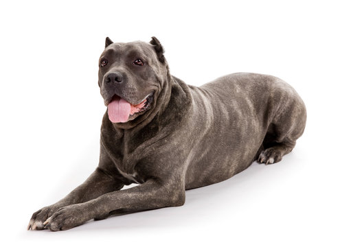 dog breed "Cane Corso"