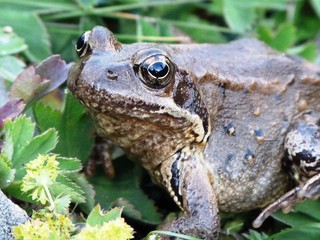 Obraz premium grenouille rousse