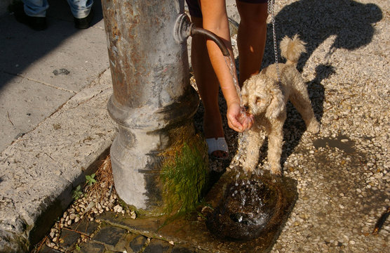 Soif canine.