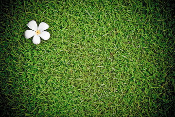 Plumeria on Lawn