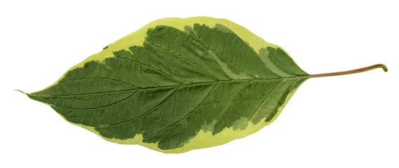 Obraz premium green leaves