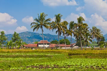 Fotobehang agriculture indonésie © piratedub