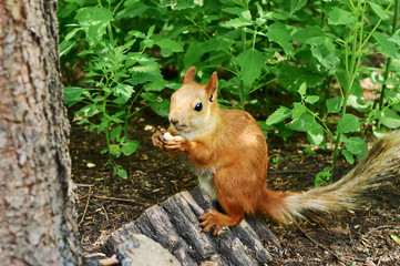 rampant squirrel with walnut