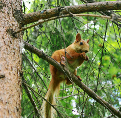 squirrel on the  tree